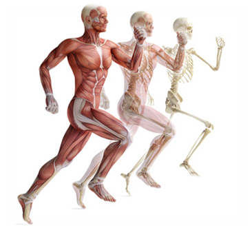 Running - Current Researches In Skeletal Muscle (366x334), Png Download