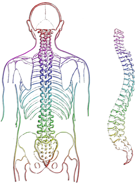 The Spinal Cord Conducts Information From The Body - Body Spine (503x627), Png Download