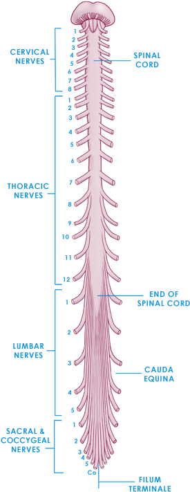 The Spinal Cord - Struktur Spinal Cord (300x745), Png Download