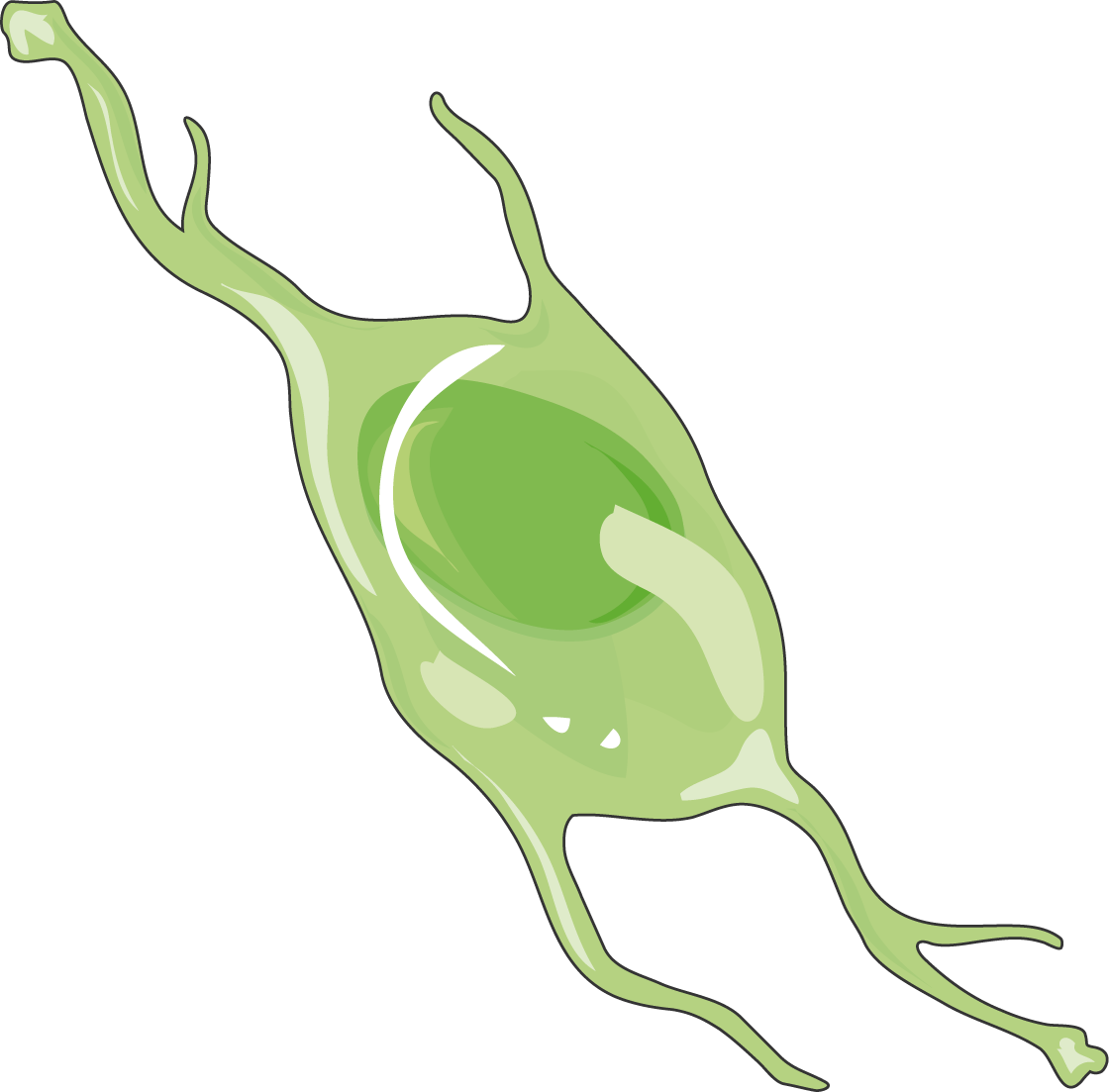 Astrocyte (1120x1103), Png Download