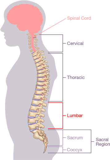 The Spinal Column Itself Consists Of 33 Individual - Cervical Spine Region (364x515), Png Download