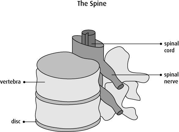 Graphic Of The Spine - Three Main Functions Of The Spine (586x434), Png Download