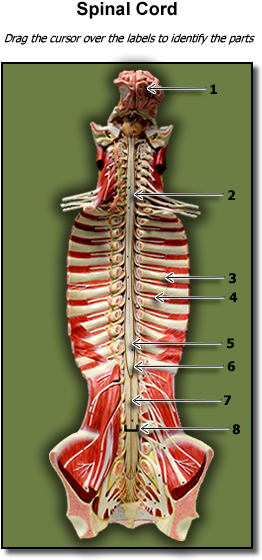 Spinal Cord - Human (600x575), Png Download
