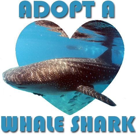 Comments - Whale Shark (470x466), Png Download