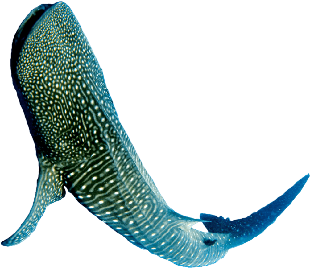 Quick Navigation - Whale Shark (1024x886), Png Download