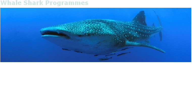 Before The Mid 1990's, Whale Sharks Had Little Commercial - Whale Shark (760x434), Png Download