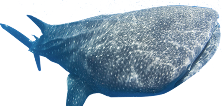 Simple Solutions For Planet Earth And Humanity - Whales (734x386), Png Download