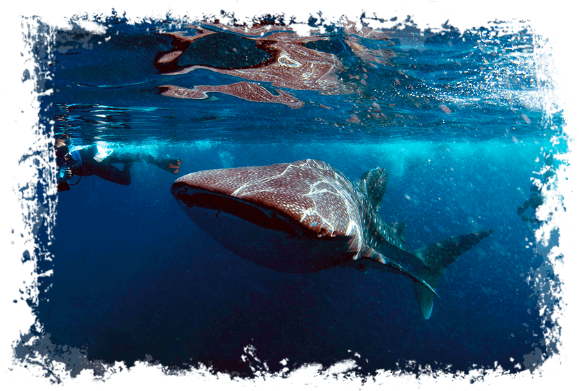 Maldives - Whale Shark - Fish (868x582), Png Download
