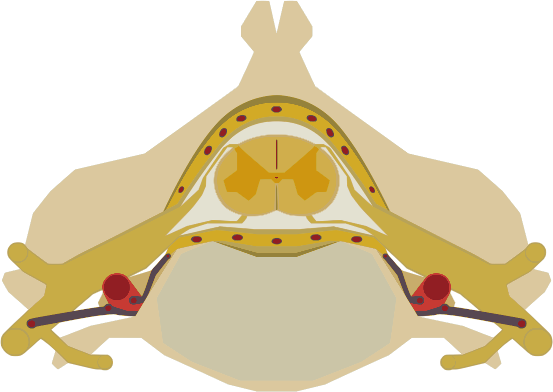Open - Spinal Cord Png (2000x1333), Png Download