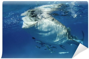 Shark (400x400), Png Download