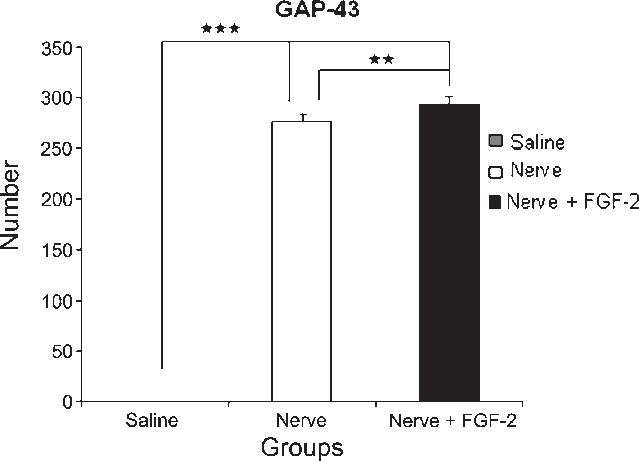 Distribution Of Gap-43 Immunoreactivity At The Epicenter - Spinal Cord (639x461), Png Download