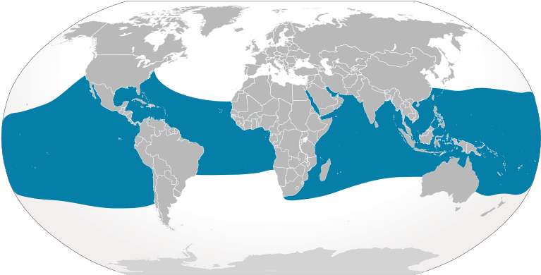 Whale Sharks In Nature - Map Of Where Whale Sharks Live (800x411), Png Download