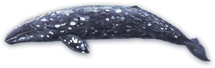 Gray Whale (740x234), Png Download