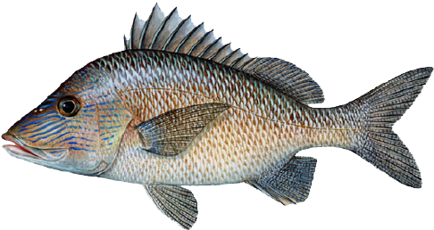 New Crew Mohawk White Clip Royalty Free Library - Grunt Fish (485x272), Png Download