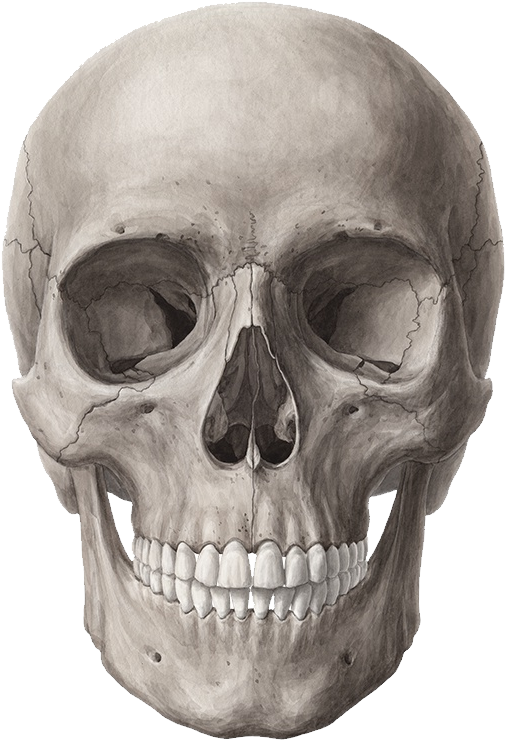 Download Transparent Png - Skull Anatomy (523x790), Png Download