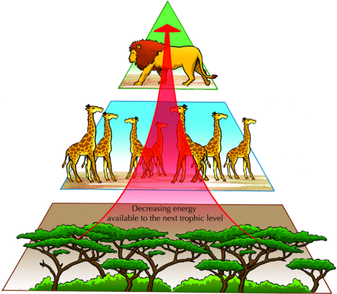 Natural Sciences Grade - Pyramid Of Nature Balance (500x423), Png Download