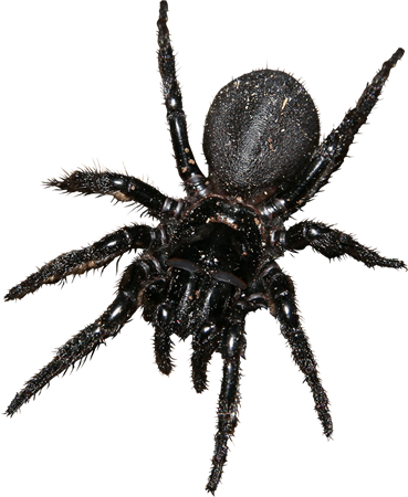 Bug-059 - Bugs Png (369x450), Png Download