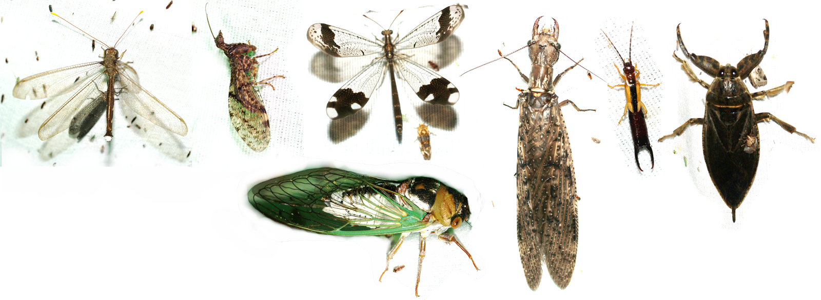 Owlfly, Mantisfly, Antlion (1600x586), Png Download