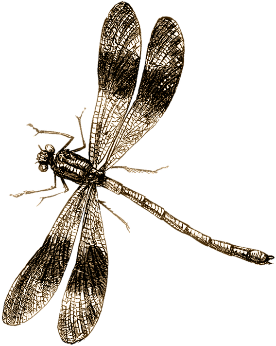 Drawn Bugs Dragonfly - Vintage Dragonfly Illustration (571x720), Png Download