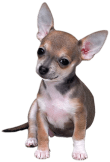 Clip Art Transparent Download Dogs Png Images Page - Transparent Background Small Dog Png (400x400), Png Download