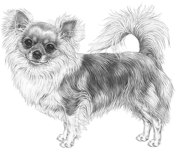 Chihuahua, Long Coat - Long Haired Chihuahua Drawing (800x800), Png Download