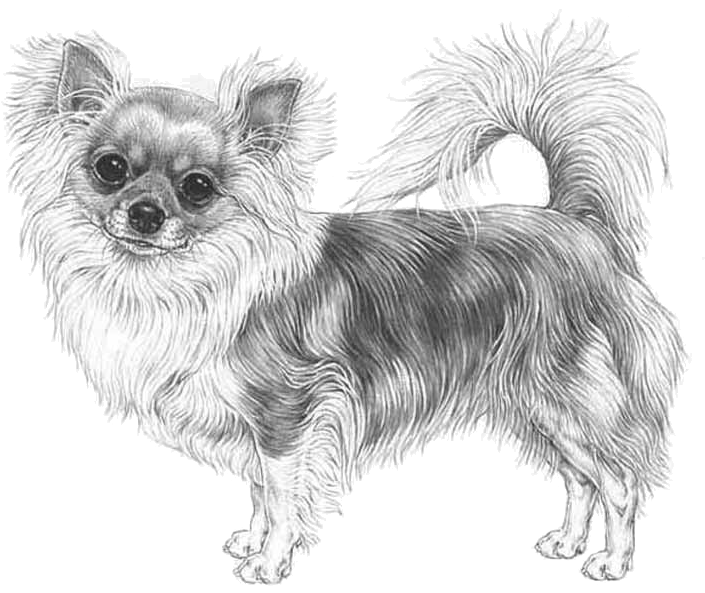 Download Chihuahua Long Coat Long Haired Chihuahua Drawing Png Image With No Background Pngkey Com