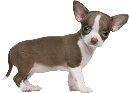 Chihuahua - Benefitusa Small Blue Pet Dog Puppy Cat Soft Fleece (609x553), Png Download