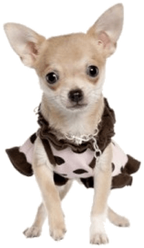 Chihuahua Transparent (400x400), Png Download
