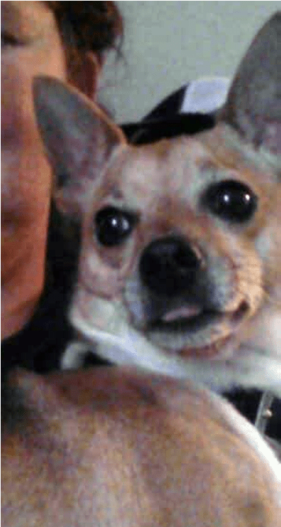 Pansy Is A Really Sweet And Loving Chihuahua X Fox - Chihuahua (800x750), Png Download