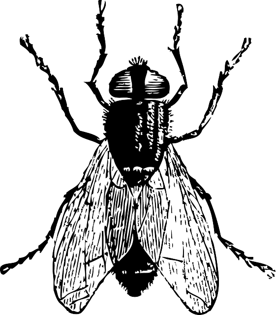 Mosquito, Black, Outline, Drawing, White, Cartoon, - Fly Clip Art (561x640), Png Download