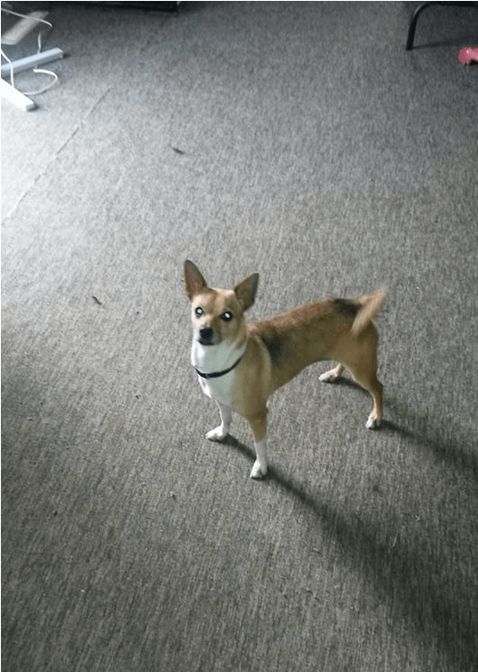 Pansy Is A Really Sweet And Loving Chihuahua X Fox - Chihuahua (800x750), Png Download