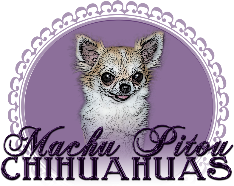Élevage Machu Pitou Chihuahua - Chihuahua (800x800), Png Download