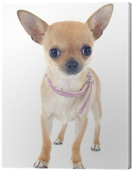 Dog (400x400), Png Download