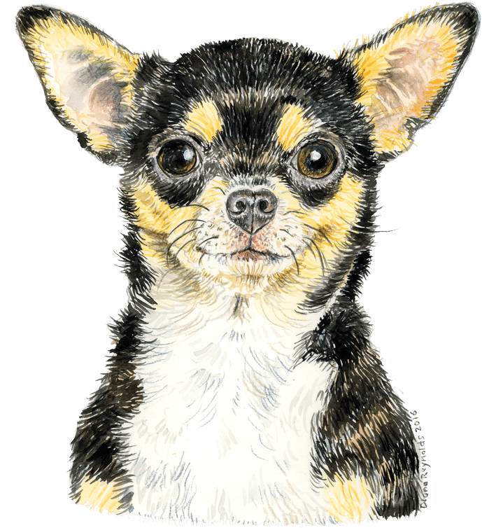Chihuahua-watercolour1 - Chihuahua (800x1067), Png Download