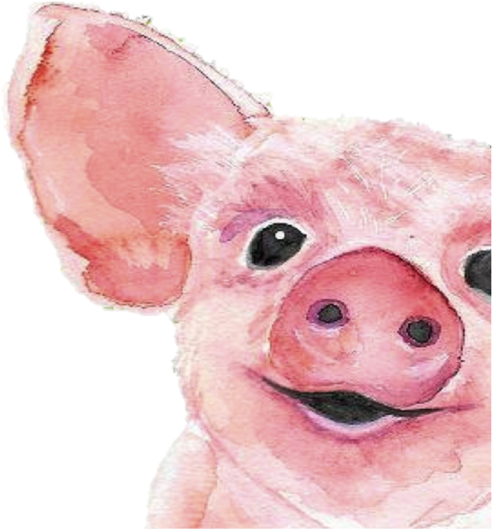 Domestic Pig (811x836), Png Download