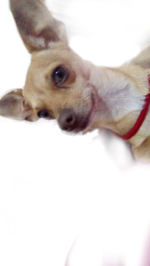 Chihuahua (480x853), Png Download
