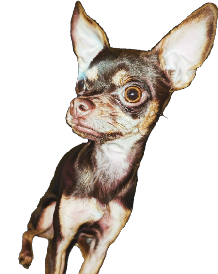 Chihuahua (480x601), Png Download