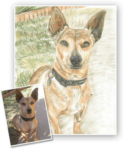 Choose Medium - Teddy Roosevelt Terrier (434x520), Png Download