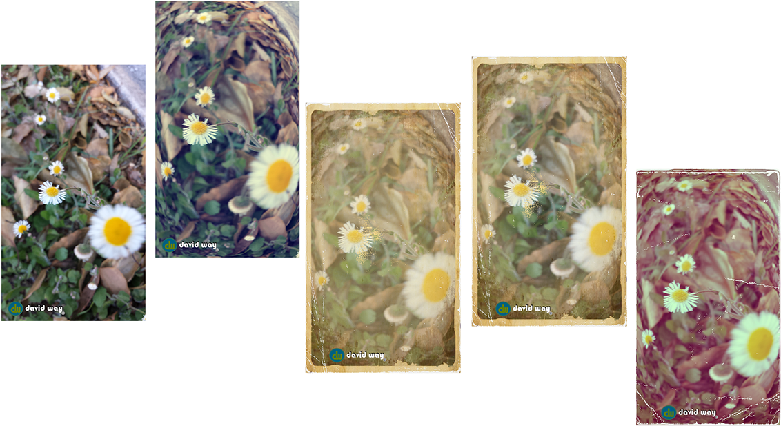 Original Picture Shot With Samsung Galaxy S4 - Chrysanths (1200x676), Png Download