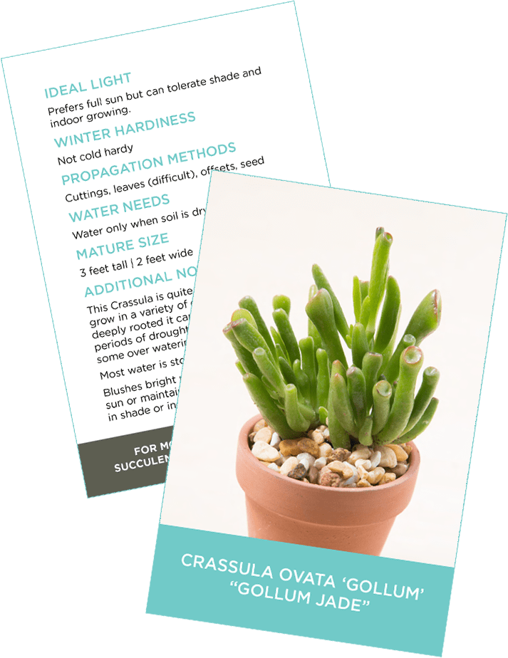 Downloadable Succulent Information And Id Card - Jade Plant (713x924), Png Download