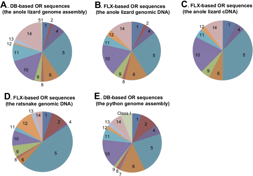 Relative Gene Composition Of Or Families Identified - Anoles (850x593), Png Download