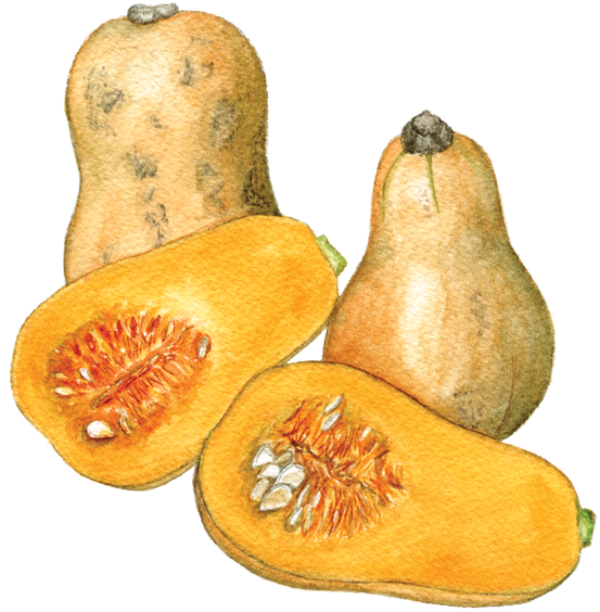 Waltham Butternut Squash - Butternut Squash (560x597), Png Download