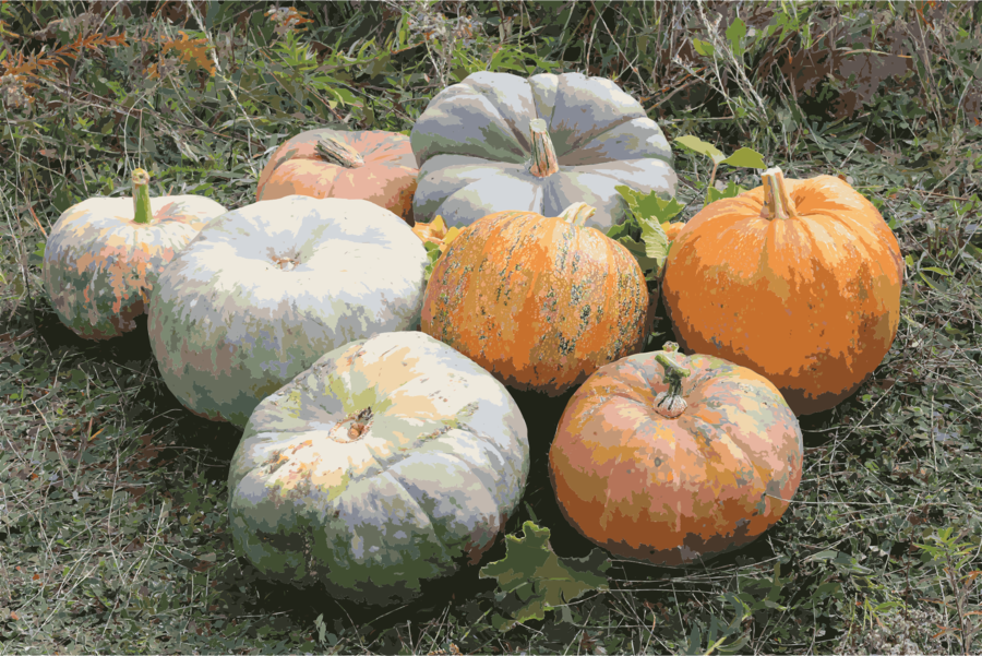 Cucurbita Squash Clipart Cucurbits Butternut Squash - Cucurbita Galeotti (900x601), Png Download