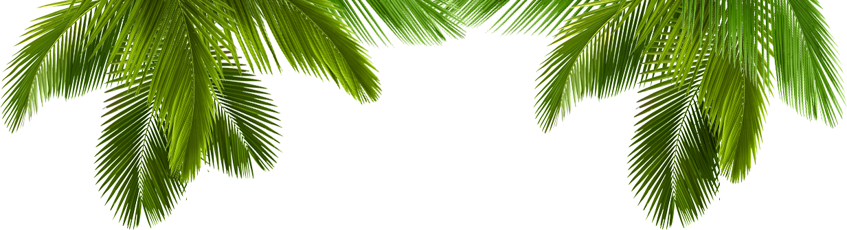 Palm Tree Tumblr Transparent Download - Life By Design 9781285130903 (paperback) (1233x335), Png Download