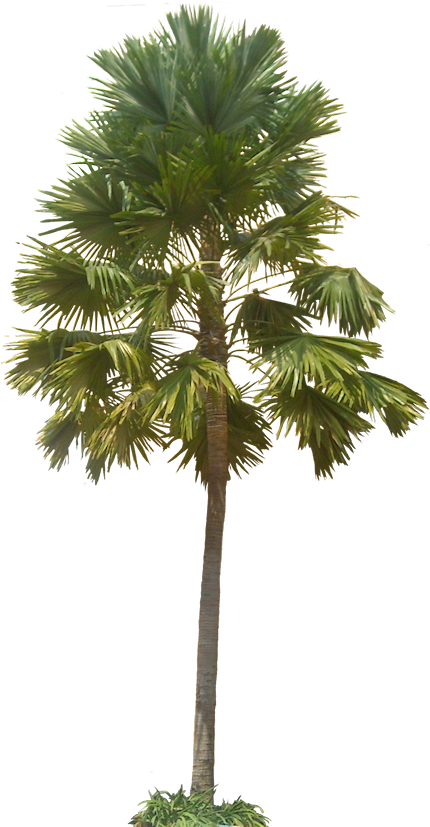 A Collection Of Tropical Plant Images With Transparent - Plants With Transparent Background (462x834), Png Download