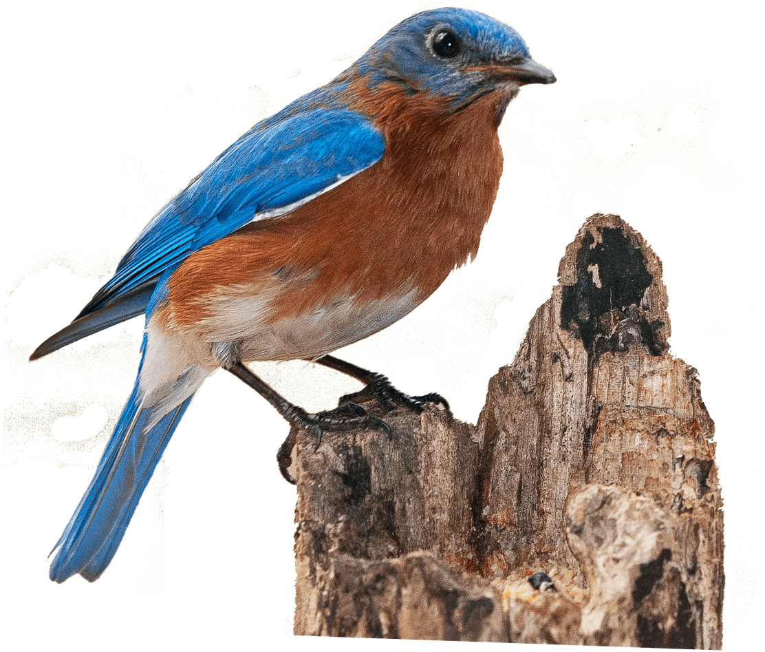 Finch On Broken Treetrunk - Eastern Blue Bird Transparent (1280x1040), Png Download
