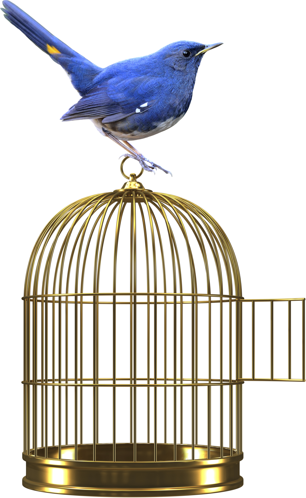 Web - Bird - Zygmunt Bauman | La Libertà | Bauman | Buch | Castelvecchi (1000x1627), Png Download