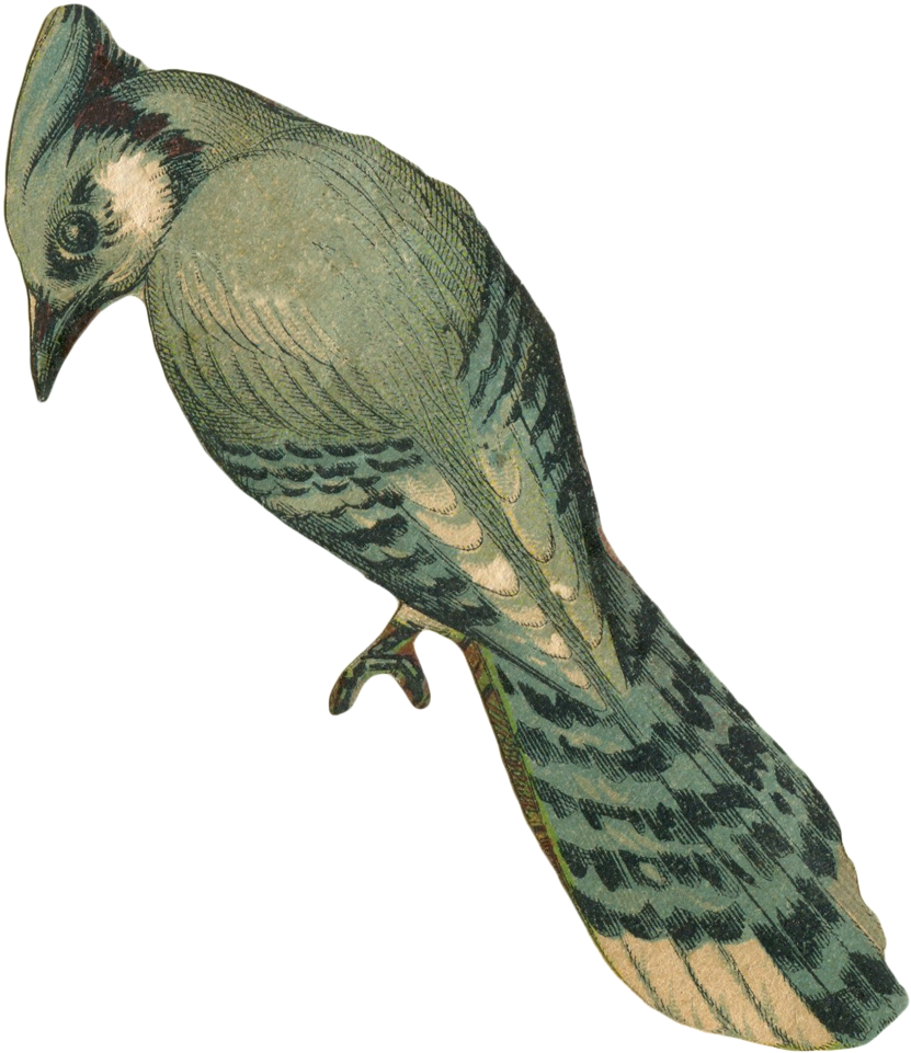Vintage Faded Blue Jay Bird Art With Transparent Background - Vintage Bird Transparent Background (892x1000), Png Download