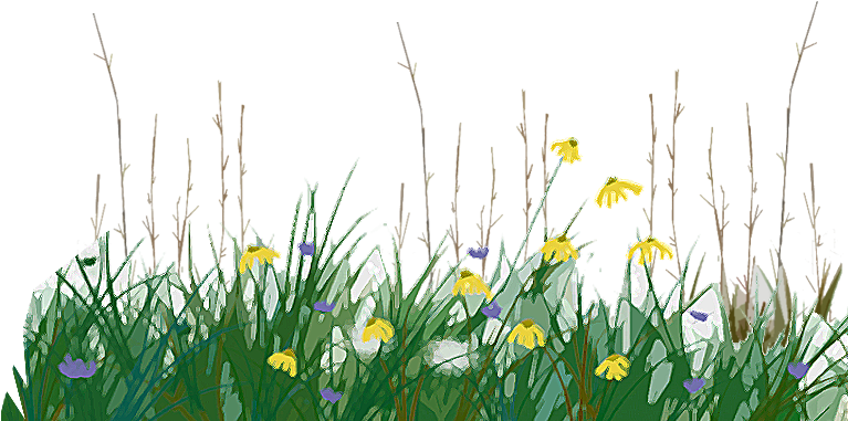 Activity 2 Preserve A Prairie - Prairie Grass Png (770x600), Png Download