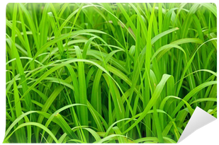 Close-up Of Pattern Of Long Green Grass - Sweet Grass (400x400), Png Download
